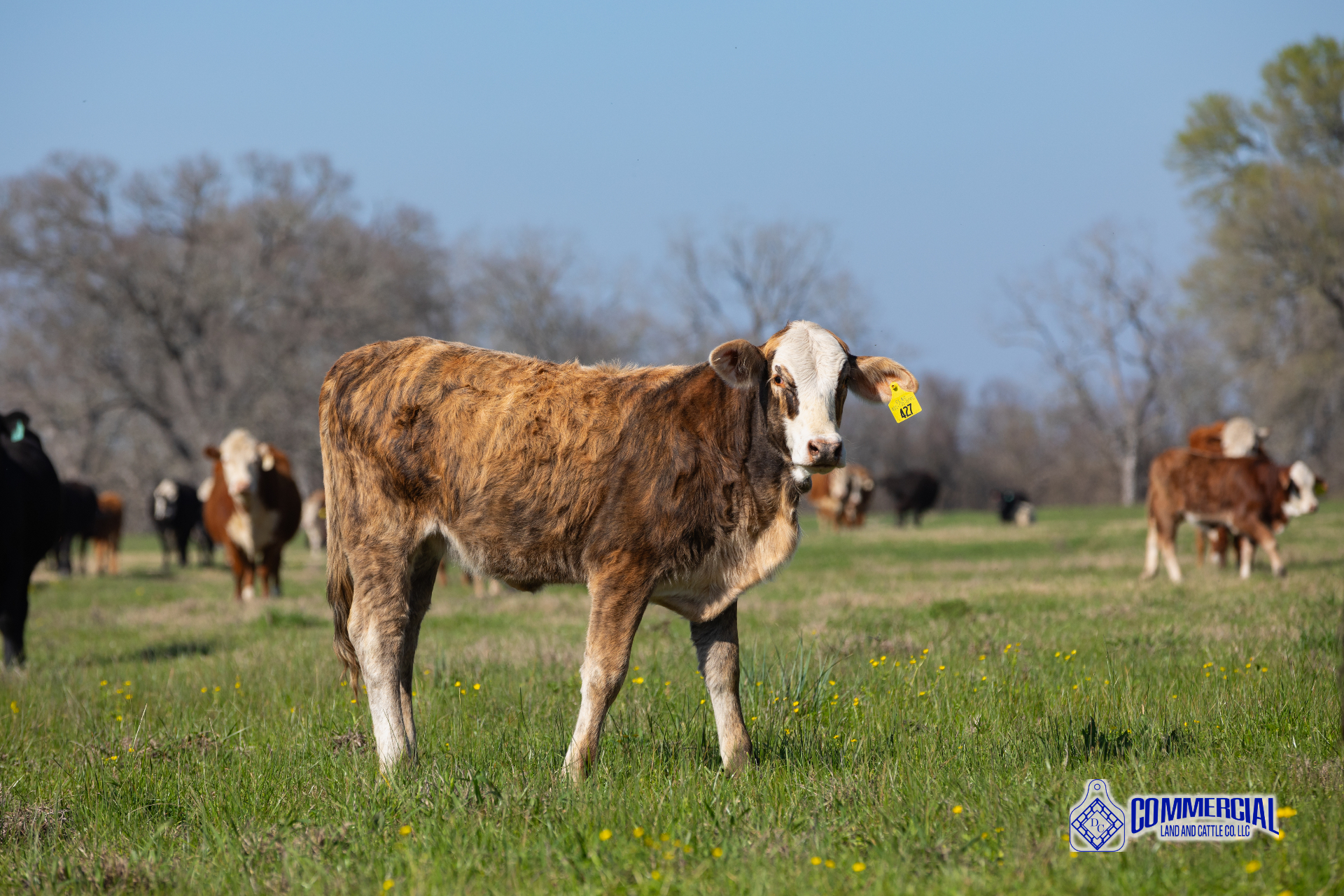 Texas ranch at golden hour