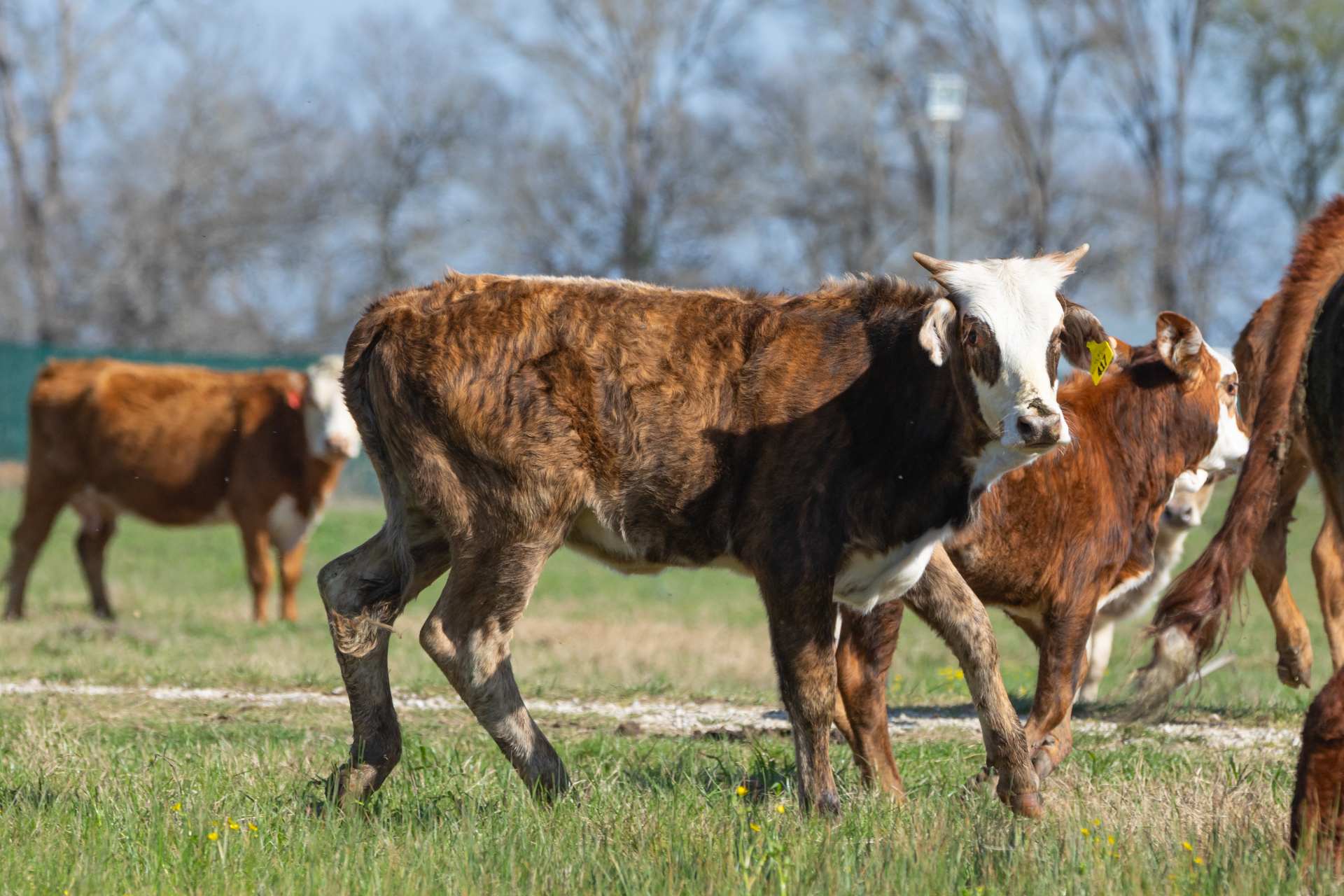 F1 Braford heifer
